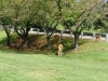 Deer of Garret Mt